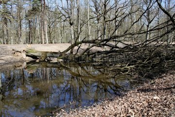Fallen tree on a pond Fontainebleau forest France