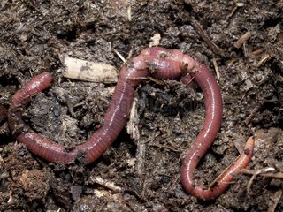 Red Earthworms mating France