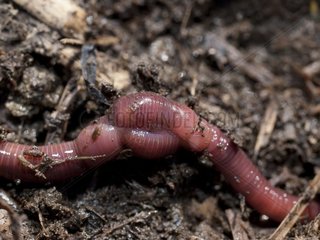 Red Earthworms mating France