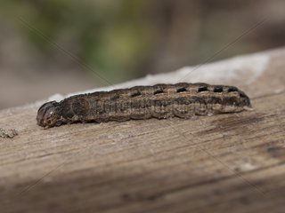 Moth caterpillar Franche-Comté France