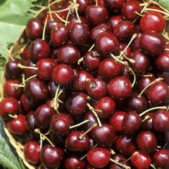 Bigarreau cherry 'Burlat'