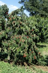 Bigarreau cherry tree 'Burlat'