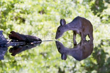 Gray brocket drinking from a pond Pantanal Brazil