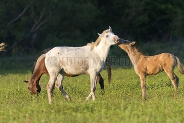 Horses in a fazenda Pantanal Brazil