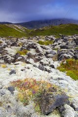 Recolonization of a lava field in Iceland