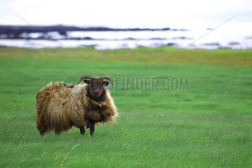 Icelandic sheep on the peninsula in Iceland Snæfells