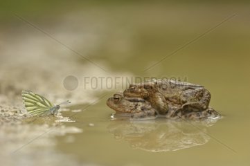 Dark-veined White and common toads mating France
