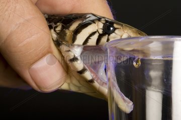 Cobra venom extraction in laboratory France