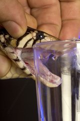 Cobra venom extraction in laboratory France