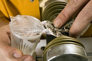 Viper venom extraction in a laboratory France