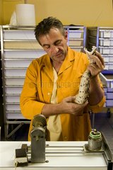 Viper venom extraction in a laboratory France