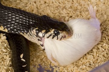 Cobra eating a mouse laboratory animal toxins France