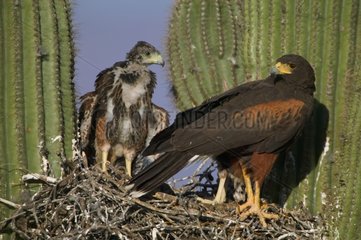 Harris's Hawk at nest in a Saguaro Cactus Arizona USA