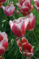 Tulipe triomphe 'Lucky strike'