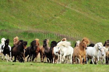 Icelandic horses in a meadow area in Iceland Grenivik
