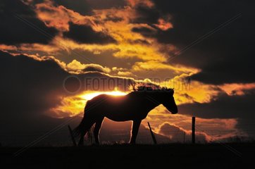 Icelandic horse at sunset in Iceland