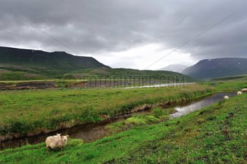 Landscape in the lands east of Grenivik Iceland