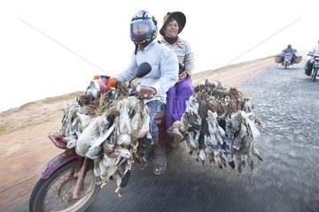 Transport Ducks on a motorcycle Phnom Penh Cambodia