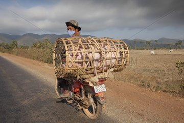 Transport of Pig on a motorbike in Phnom Penh Cambodia
