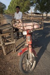 Transport of Pig on a motorbike in Phnom Penh Cambodia
