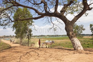 Breeder leading his cows to other grazing Cambodi