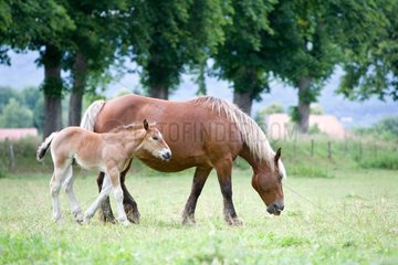 Mare and foal Comtois in meadow Franche-Comté France