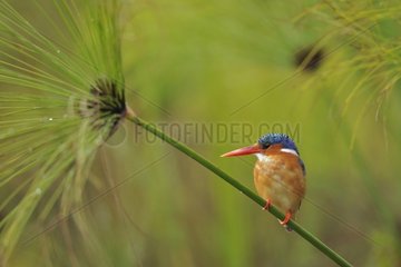 Malachite Kingfisher landing on a reed Uganda