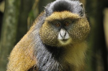 Portrait of a Golden Monkey Volcanoes NP in Rwanda