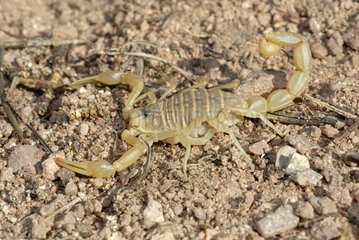 Yellow Scorpion on ground - Plaine des Maures France
