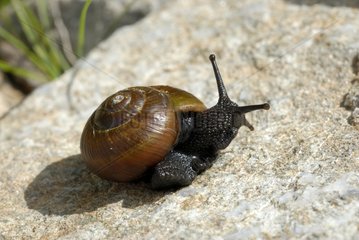Copse Snail on rock- Mont Mucrone Biella Alps Italy