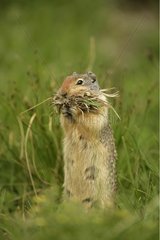 Columbian Ground Squirrel gathering grass in mouth USA