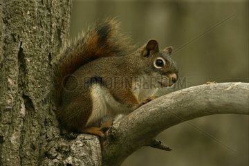 American Red Eichhörnchen auf einer Niederlassung Pennsylvania USA