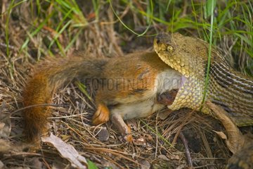 Holzklapperschlangen essen ein rotes Eichhörnchen USA