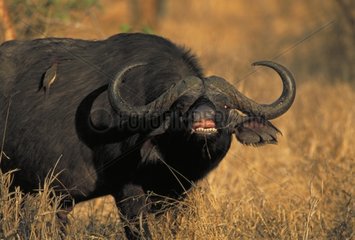 Cape buffalo grazing in savanna Zimbabwe