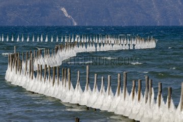 Poles stuck in the ice on the shores of Lake Bourget France