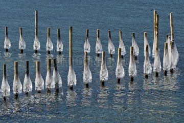 Poles stuck in the ice on the shores of Lake Bourget