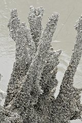 Strain of zebra mussels in the Rhône France
