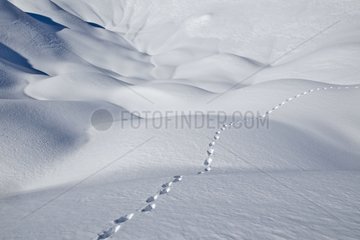 Trace Fox in the Snow Aravis Alps France