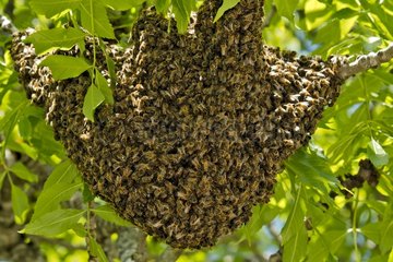 Swarm of Honey bees in a tree France