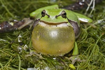 Tree frog singing male France