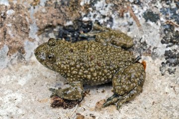 Yellow-bellied toad on rock Bugey France