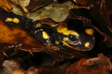 Speckled Salamander Massif des Albères Pyrenees France