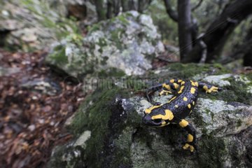 Speckled salamander on a rock massif Albères Pyrénees
