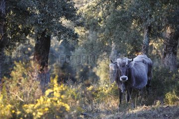 Cow Albera undergrowth Massif Albères Pyrenees France