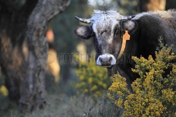 Cow Albera undergrowth Massif Albères Pyrenees France