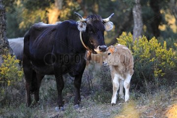 Cow and calf Albera undergrowth Massif Albères Pyrenees