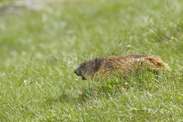 Alpine marmot whistling through grass Pyrenees France