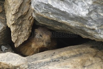 Alpine marmot in burrow Pyrenees France
