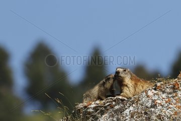 Marmot Alpine and young on rock Pyrenees France