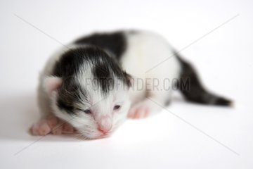 Black and white kitten on white background France